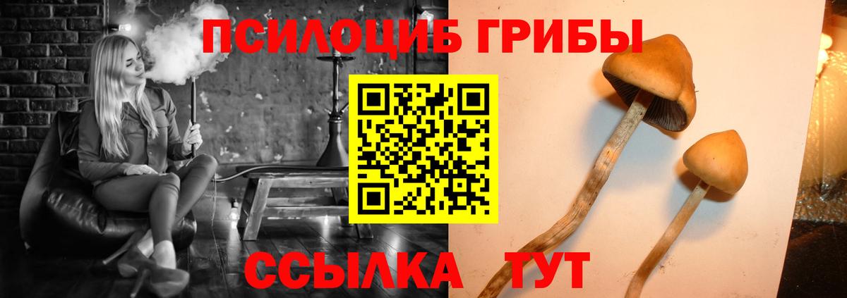 Лыткарино  Псилоцибиновые грибы Psilocybine cubensis  Вход с VPN 